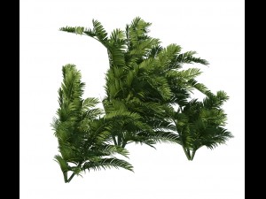 plant - tropical tree 3D Модель