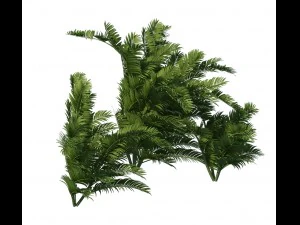 plant - tropical tree 3D Model