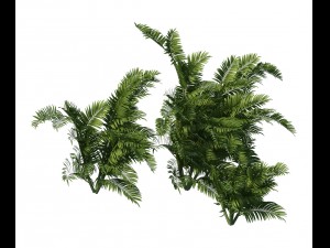 plant - tropical tree 3D Модель