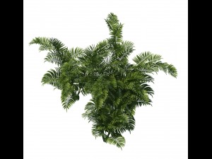 plant - tropical tree 3D Модель