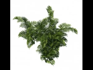 plant - tropical tree 3D Model