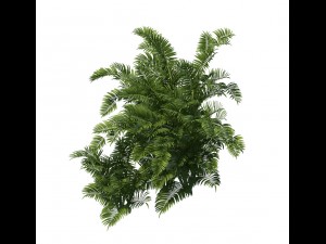 plant - tropical tree 3D Модель