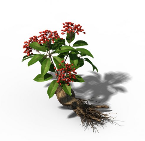plant - ginseng 3D 모델 .c4d .max .obj .3ds .fbx .stl .blend 