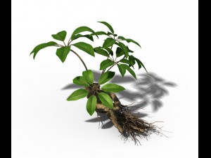 plant - ginseng 3D 모델