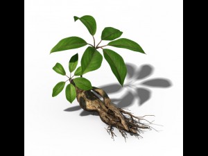 plant - ginseng 3D 모델
