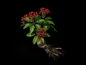 plant - ginseng 3D 모델