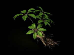 plant - ginseng 3D 모델