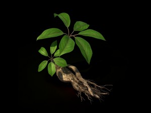 plant - ginseng 3D 모델