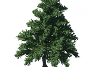 plant - pine 36 3D 모델