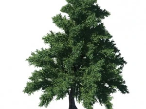 pianta - pino 36 Modello 3D