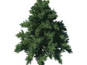 plant - pine 36 Modèle 3D