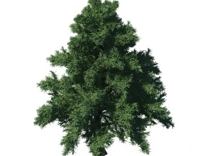 plant - pine 36 3D Model