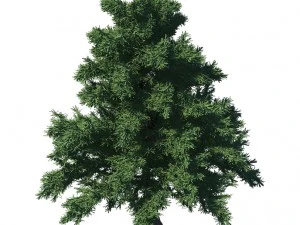 plant - pine 36 3D Model