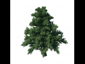 plant - pine 36 3D Model