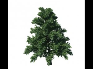 plant - pine 36 3D Model