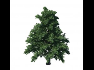 plant - pine 36 Modèle 3D