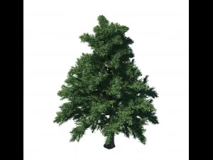 plant - pine 36 3D Model