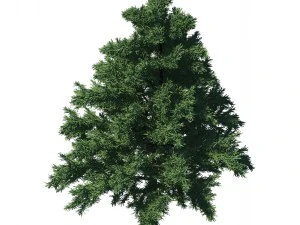 plant - pine 36 3D Model