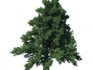 plant - pine 36 Modèle 3D