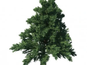 plant - pine 36 3D Model