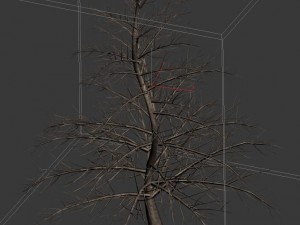 plant - pine 36 Modèle 3D