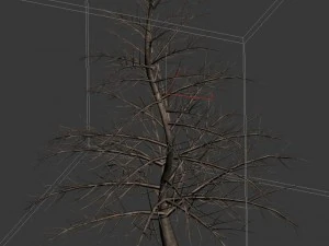 plant - pine 36 3D Model