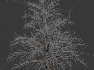 plant - pine 36 Modèle 3D