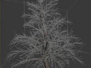 plant - pine 36 3D Model