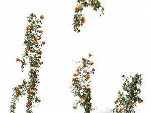 plant - vines 01 Modello 3D