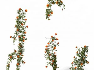 plant - wijnstokken 01 3D Model