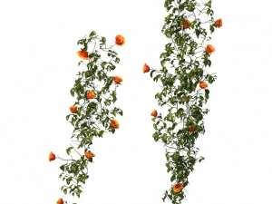 plant - vines 01 3D Model