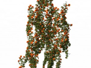 plant - vines 01 Modelo 3D