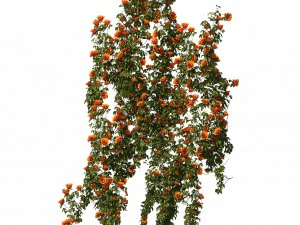 plant - vines 01 3D Model