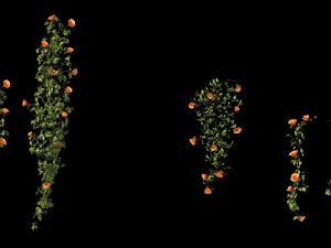 plant - vines 01 3D Model