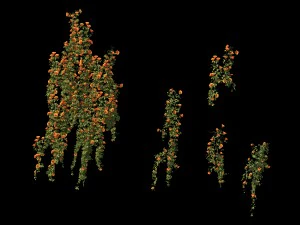 plant - vines 01 3D Model