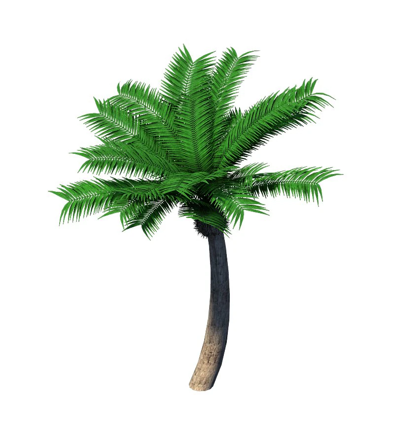 plant - coconut tree 32 3D Model .c4d .max .obj .3ds .fbx .stl .blend 