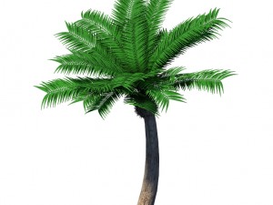 plant - coconut tree 32 3D Model