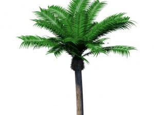 plant - coconut tree 32 3D Model
