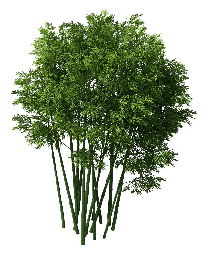 plant - bamboo 032 3D Model .c4d .max .obj .3ds .fbx .stl .blend 