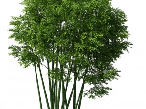 plant - bamboo 032 3D मॉडल