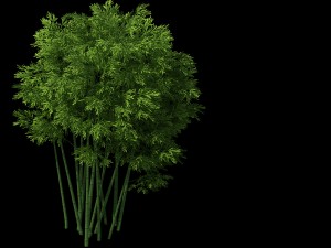 plant - bamboo 032 Modello 3D