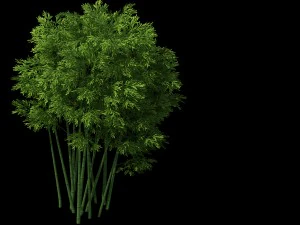 plant - bamboo 032 3D Model