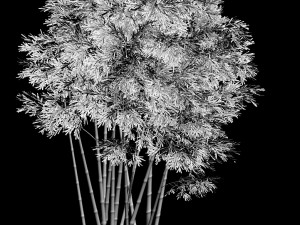 plant - bamboo 032 Modello 3D