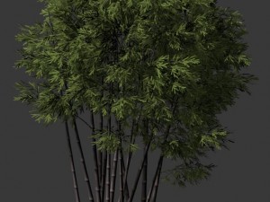 plant - bamboo 032 Modello 3D