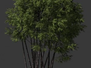 plant - bamboo 032 3D Model