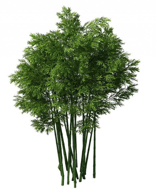 plant - bamboo 033 3D Model .c4d .max .obj .3ds .fbx .stl .blend 