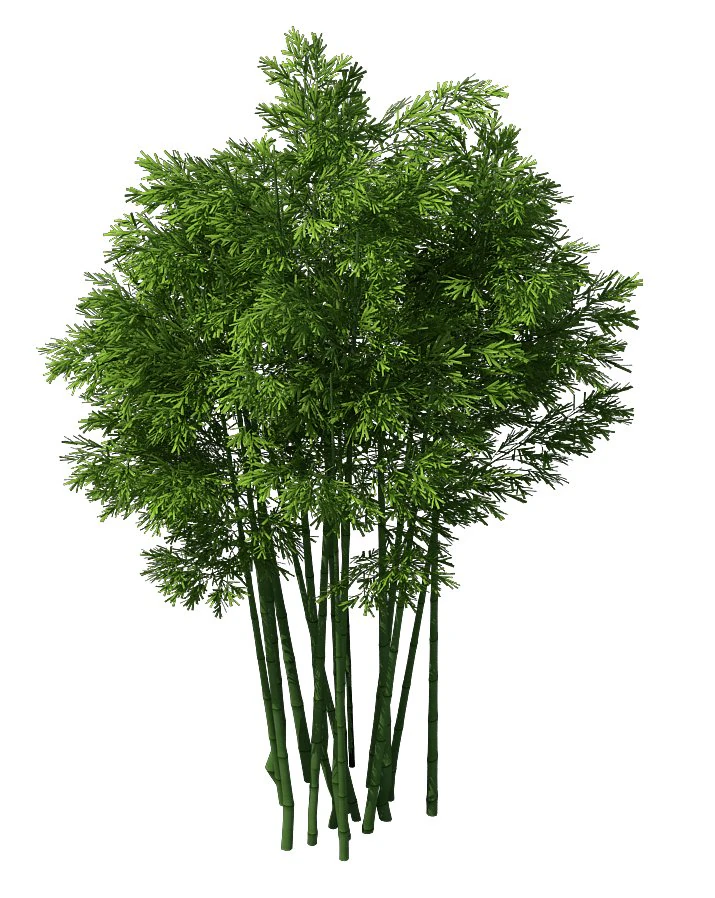 plant - bamboo 033 3D Model .c4d .max .obj .3ds .fbx .stl .blend 