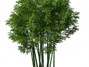 plant - bamboo 033 3D Model