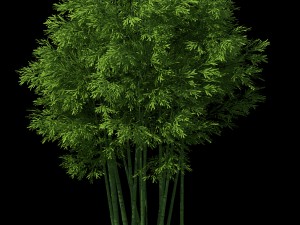 plant - bamboo 033 3D Model