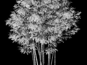 plant - bamboo 033 3D Model